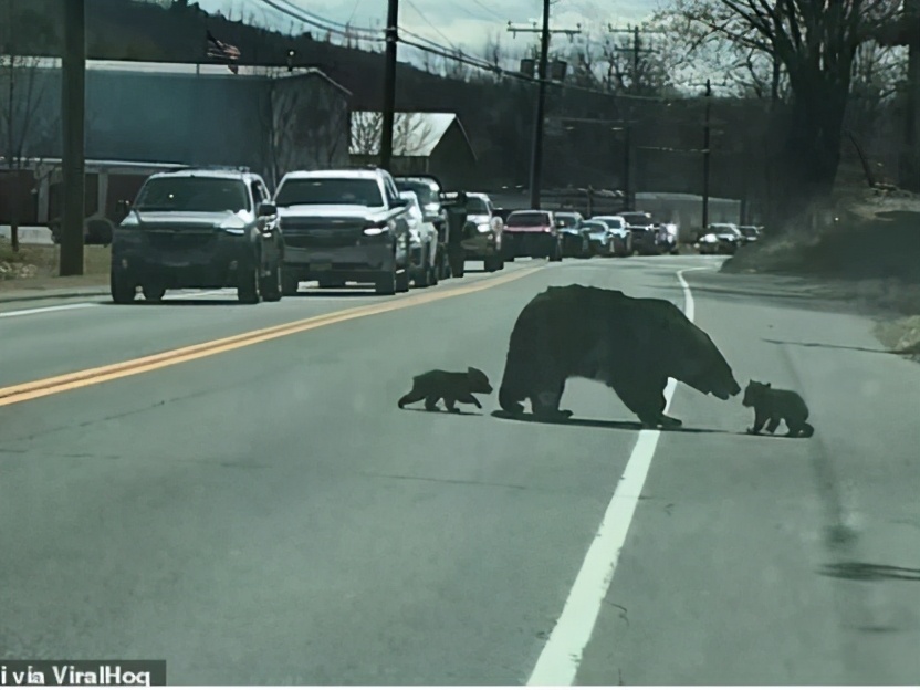 黑熊带孩子过马路,路遇熊妈妈带着四只熊孩子过马路