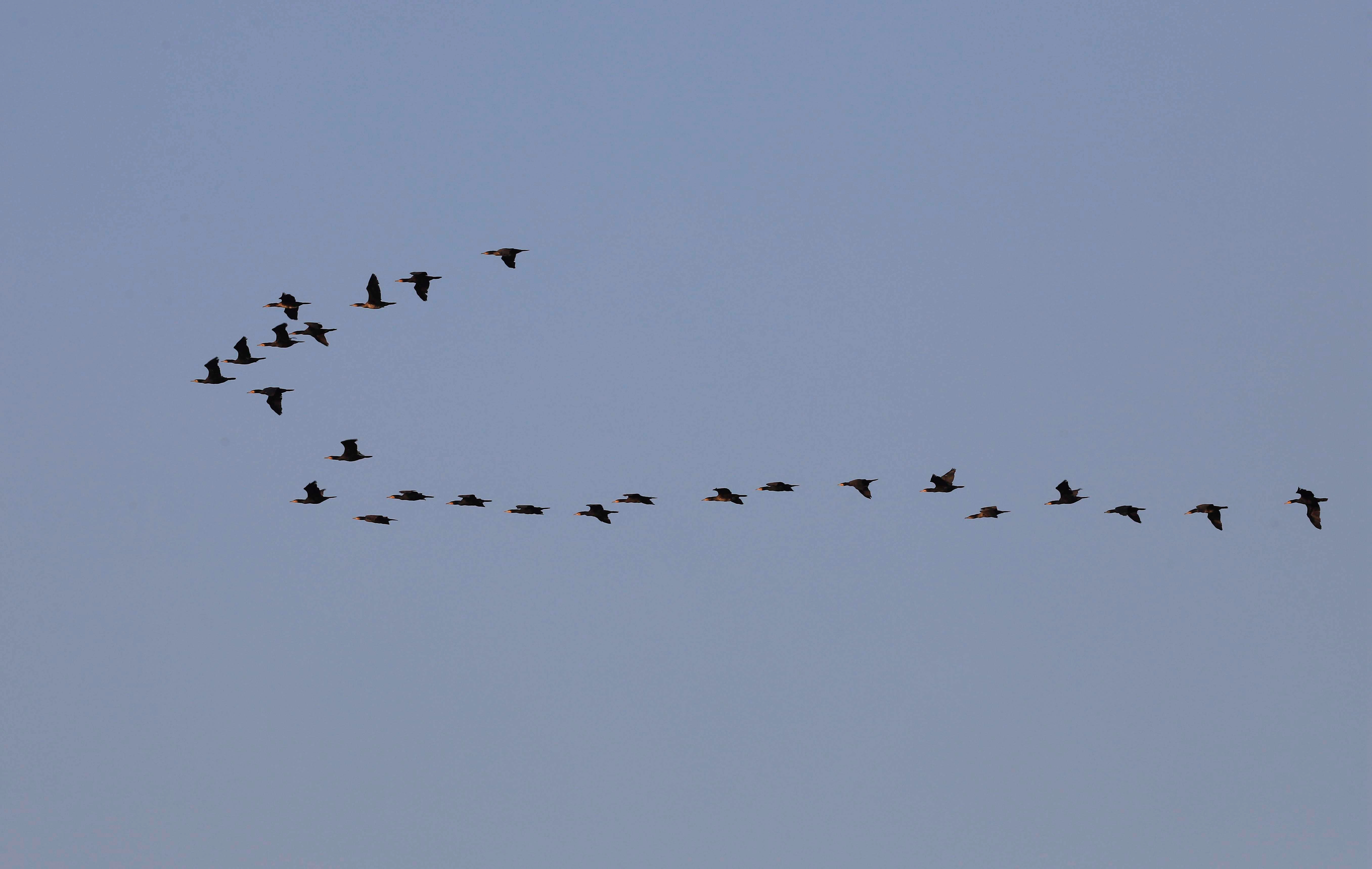 大海蔚蓝簇拥着的贡口村,灵动着纯美,播养海参和剥扇贝别具风情