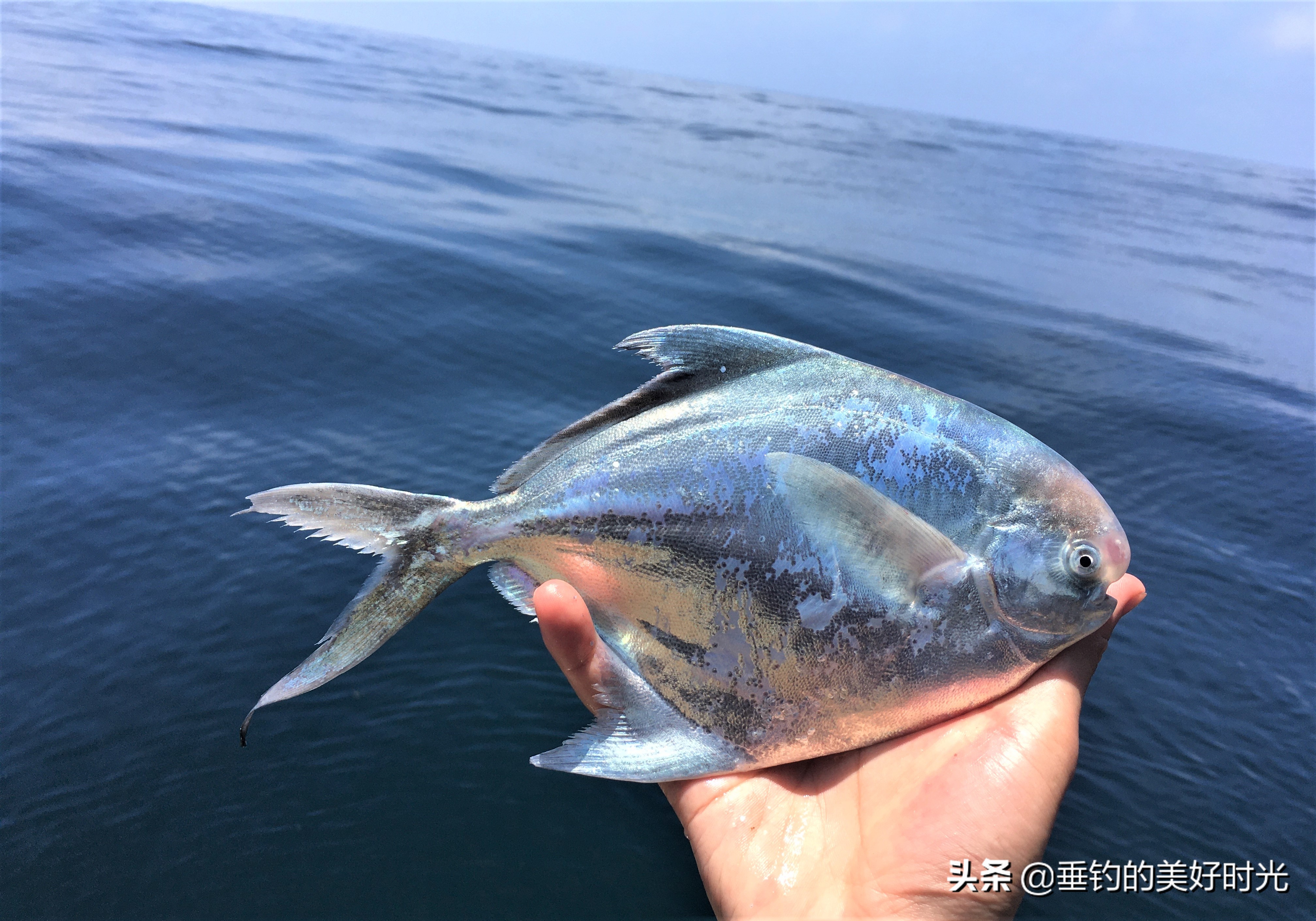 现在的鲳鱼是以前的食人鱼吗,与食人鱼非常相似的鲳鱼