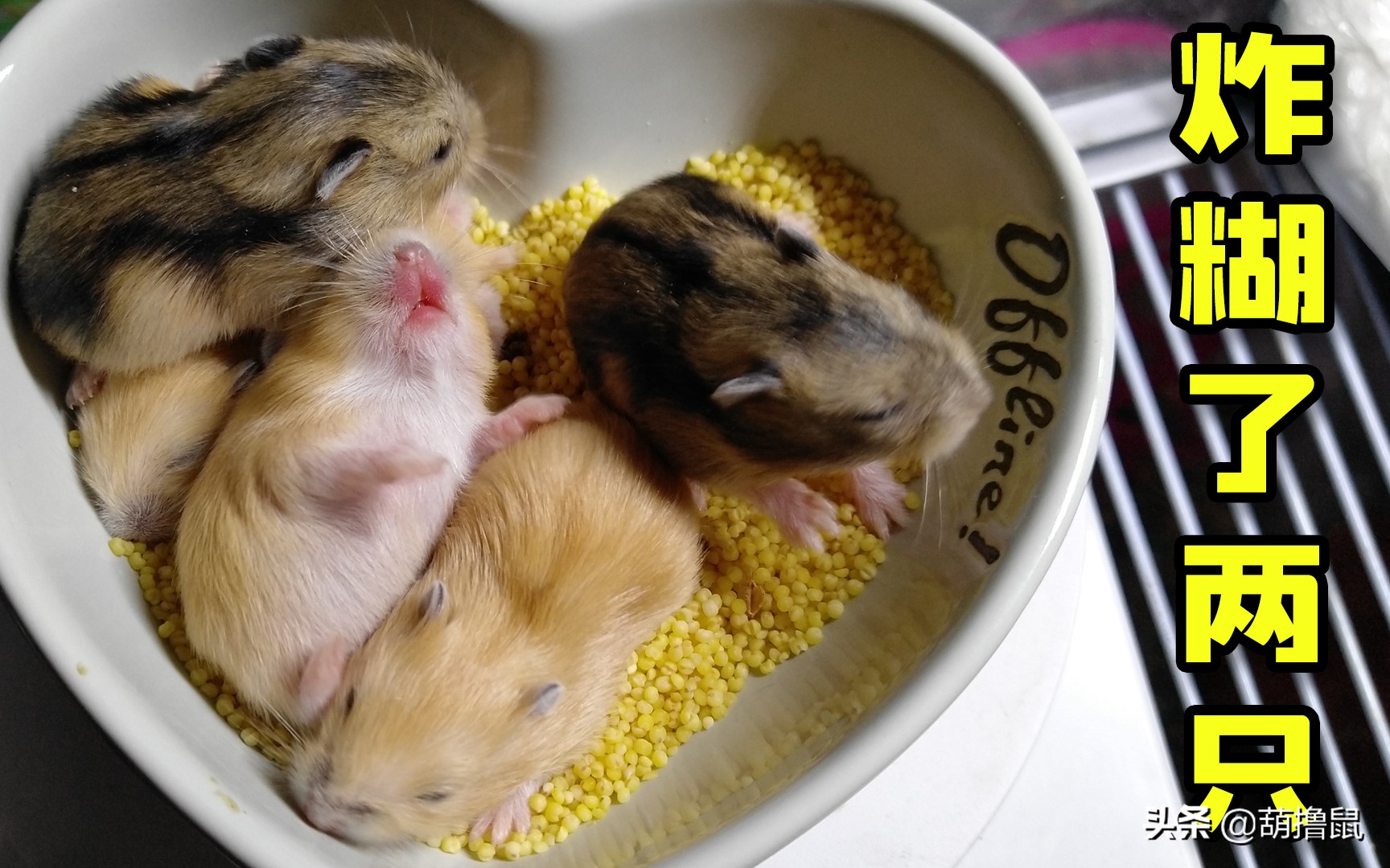 仓鼠怀孕后的注意事项,仓鼠生育注意什么事项图片