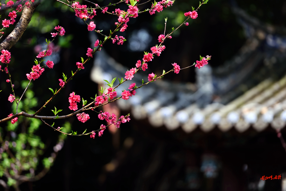 一春芳意，三月如风，日长风静，花影闲相照。