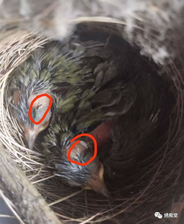 怎样和鸟交流沟通,与鸟沟通的话