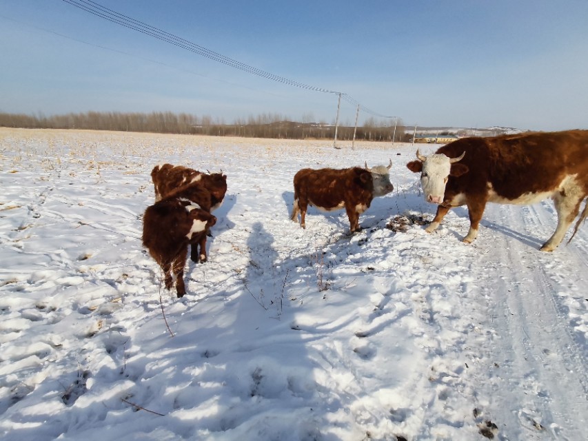 牛虱子怎么预防发病,牛快下崽了身上有虱子怎么办