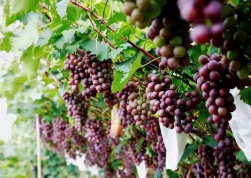 葡萄采收的最佳时间,葡萄成熟方法