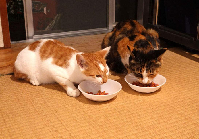 养猫发现有小飞虫,换季养猫注意事项千万别害了猫命