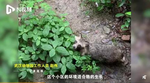 大象还没走,貉又来了!上海100多个小区出现,长得很像小浣熊?