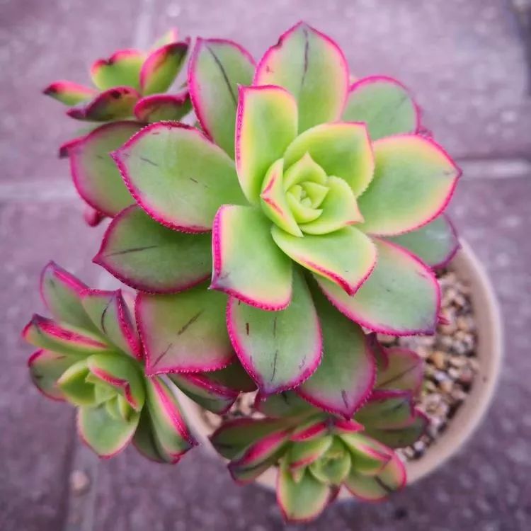 一花一世界多肉园艺,一花一世界一叶一菩提多肉植物