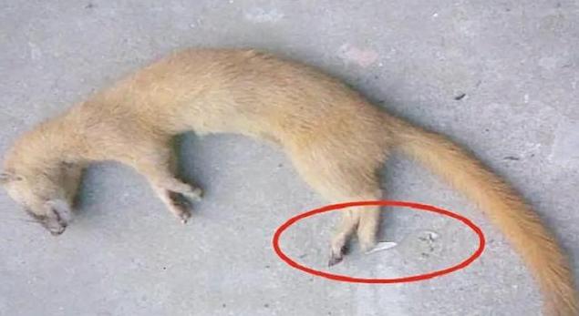 老祖宗为什么说黄鼠狼不能抓,为什么说黄鼠狼不能杀