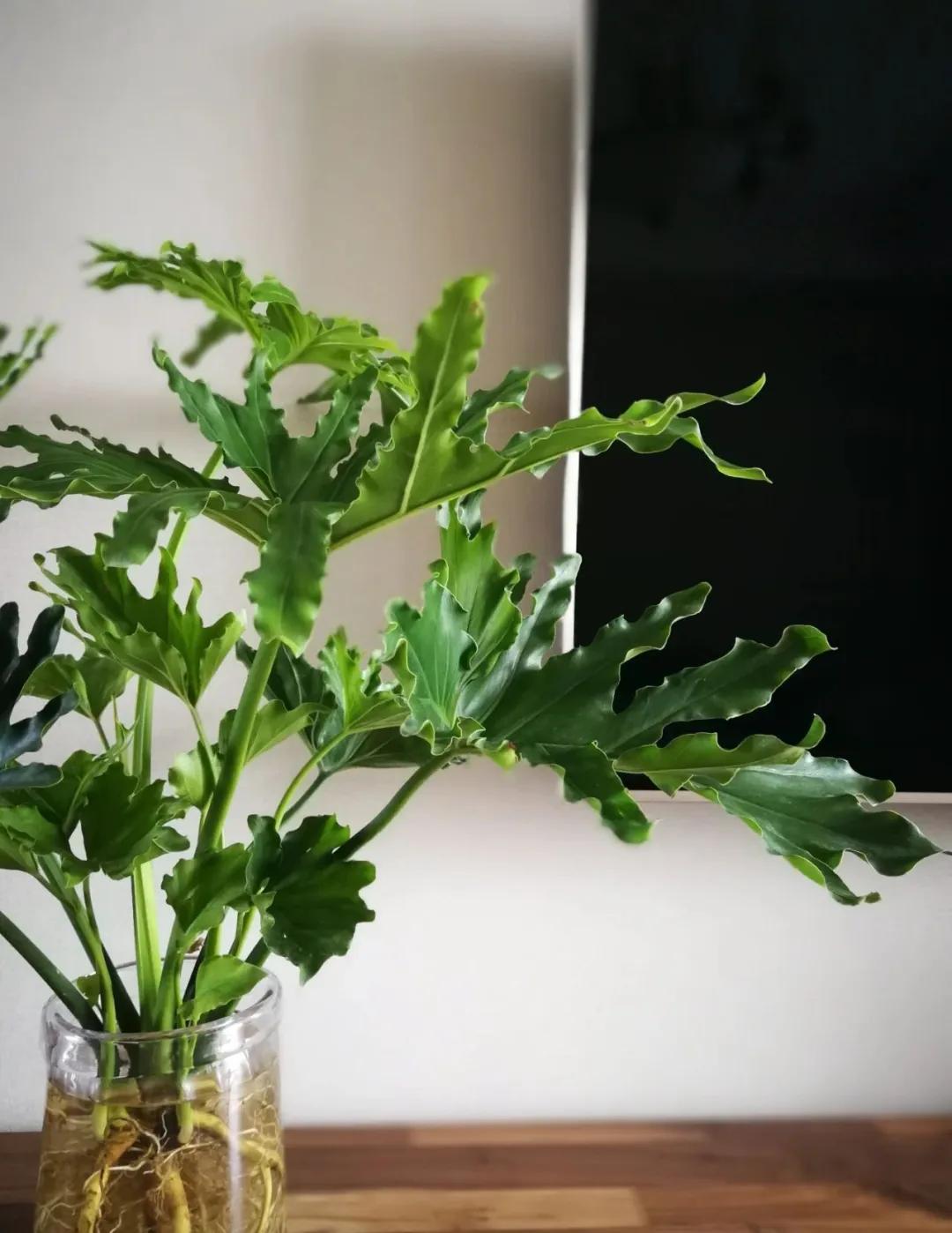 夏天养几盆水培花，清凉又干净，只用水就爆满根，叶子绿得直冒油