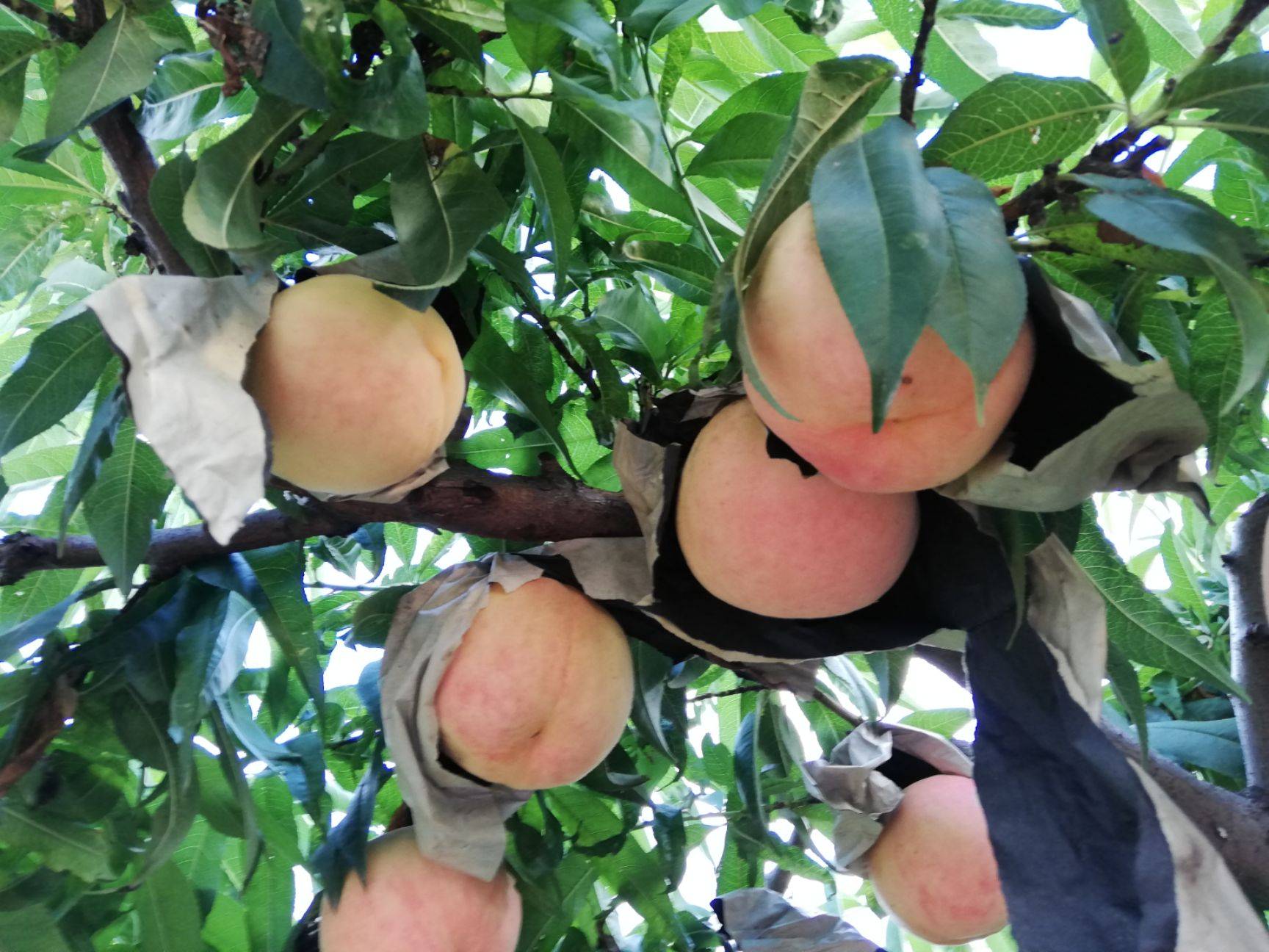 农村防鸟有妙招,果园拉线防鸟可以吗