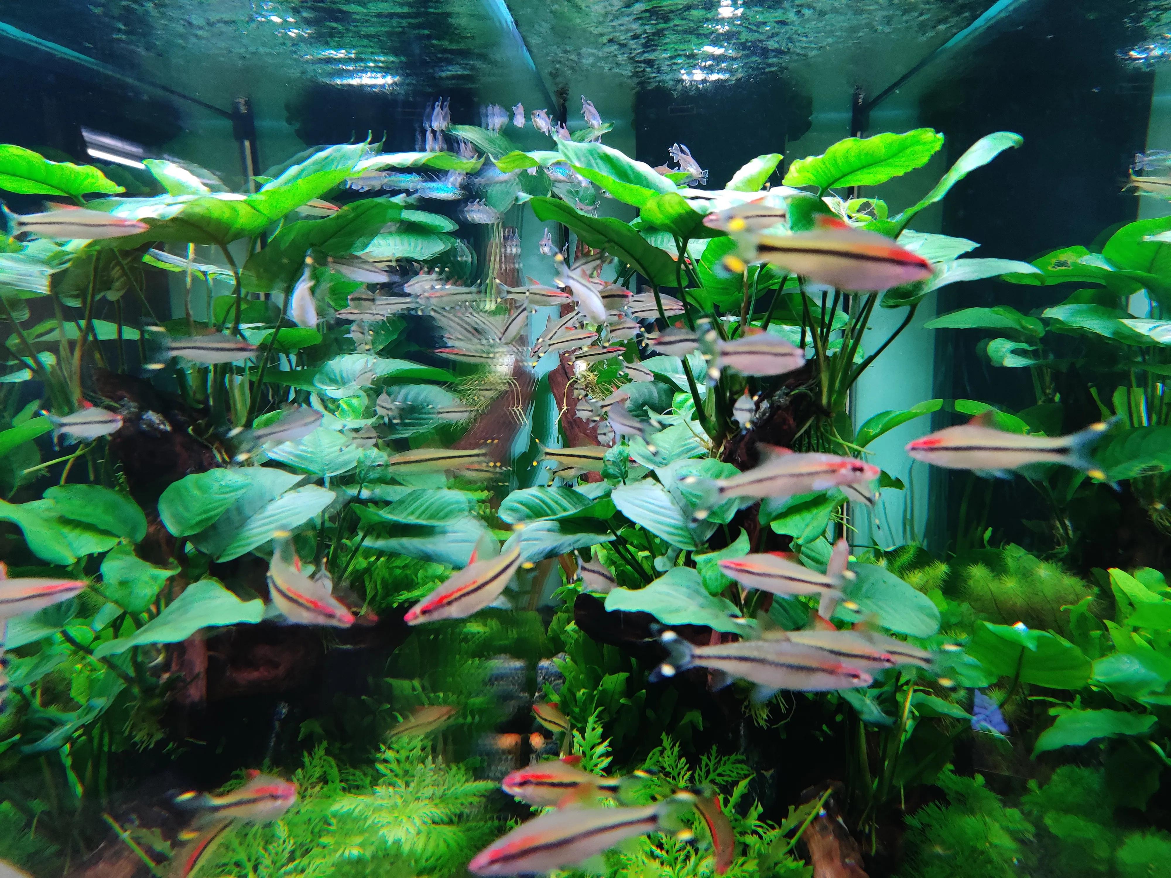 底滤鱼缸里的小鱼不见了怎么回事,底滤大鱼缸换水的正确方法