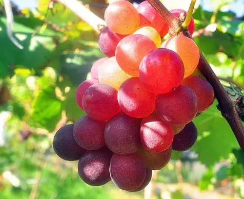 提子和葡萄有什么区别吗,夏黑提子和葡萄的区别