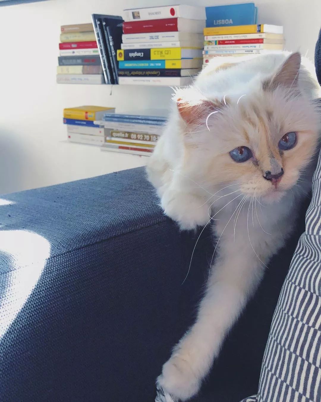 21亿遗产的猫现在怎么样了,失踪多年的猫终于回来了