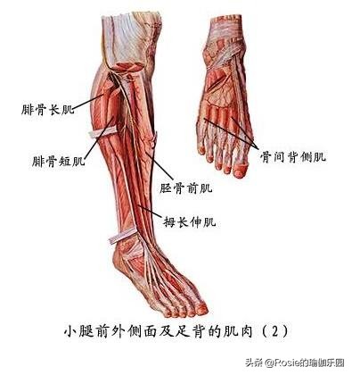 跑步减肥小腿粗？小腿矫正能增高？只需1双手睡前5分钟小腿细2cm