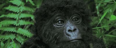 豆瓣9.8分悬疑大片,窥探电视剧豆瓣评分