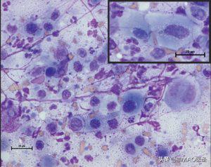 猫肿瘤,猫口腔鳞状上皮细胞癌