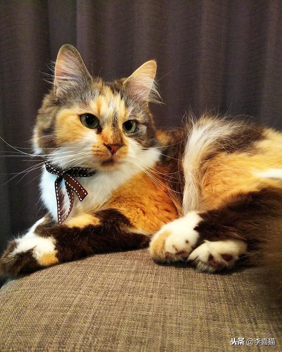 养活一只猫容易吗,宠物猫咪如何饲养才好养