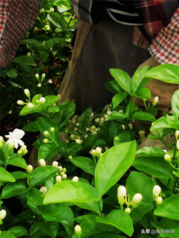 2022媒体花乡行,2023媒体花乡行