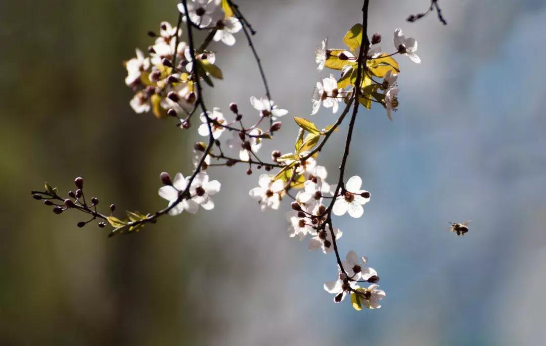 关于诗酒花茶的诗词大全,品茶唯美古诗词