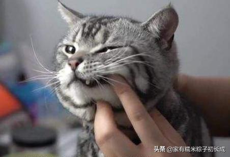 怎么判断猫咪是不是牙齿疼,可怕的猫咪牙疼