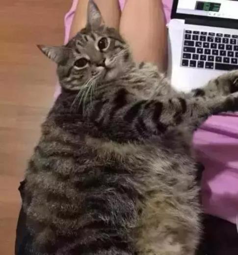 猫中最厉害的是橘猫吗,最胖的猫排名前十