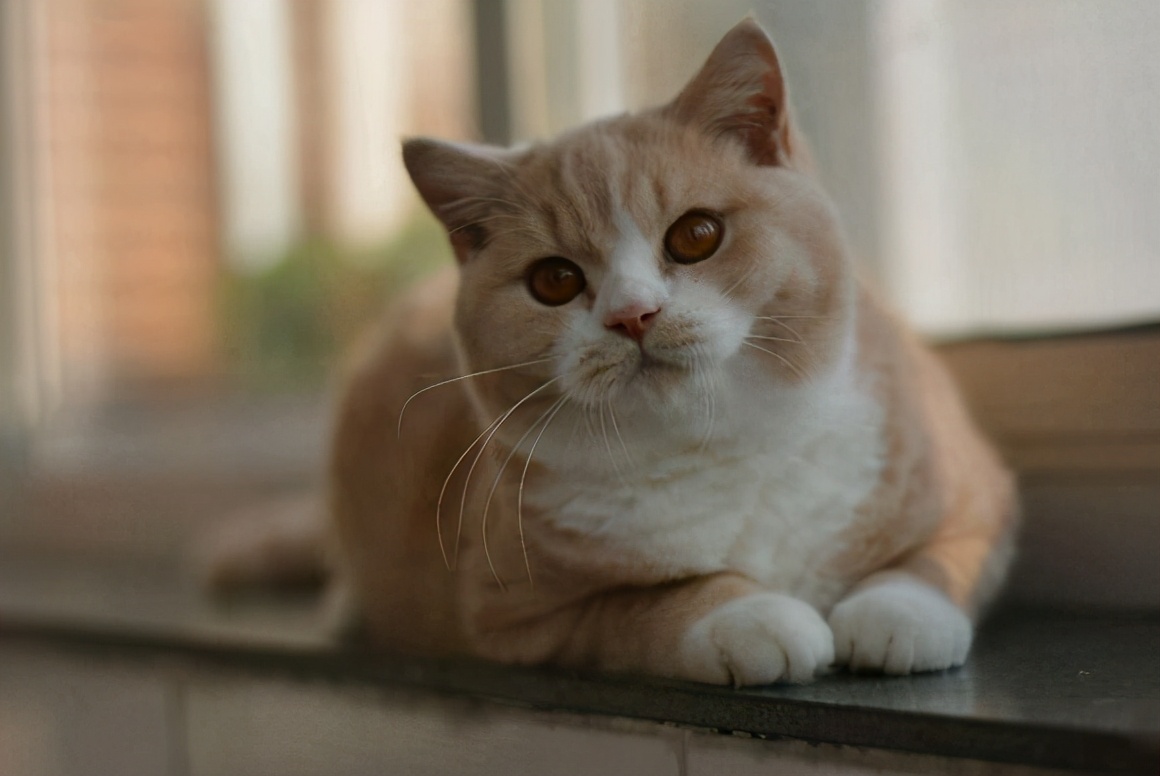 家里养一只英国短毛猫,英国短毛猫和美国短毛猫哪个好养