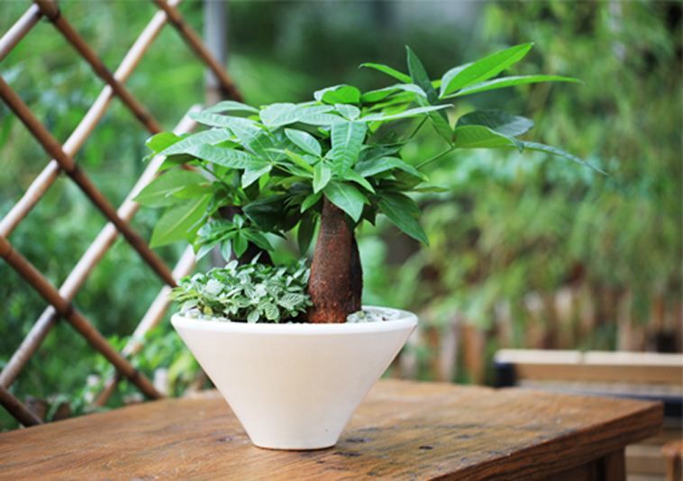 发财树叶子有粘液有斑点怎么处理,发财树叶片上有黑色斑点