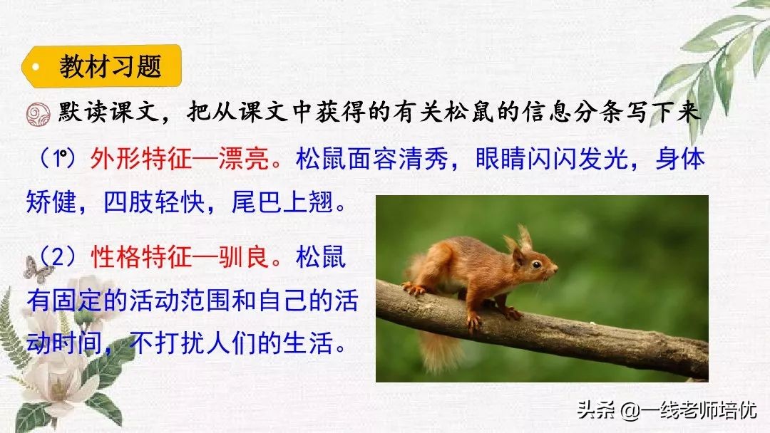语文五年级上册第17课松鼠资料,部编版五年级上册第17课松鼠课件