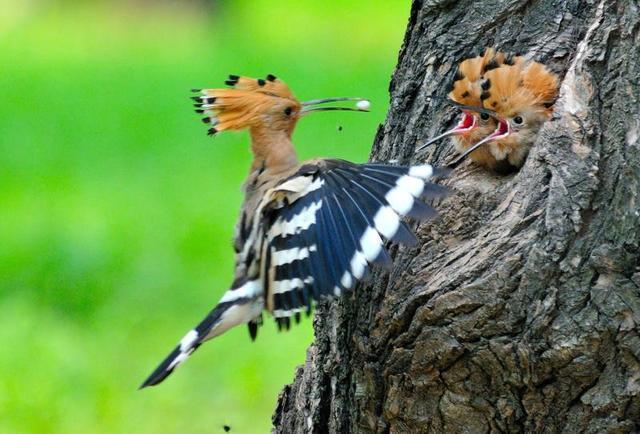 蓝胸佛法僧高清图片,蓝胸佛法僧