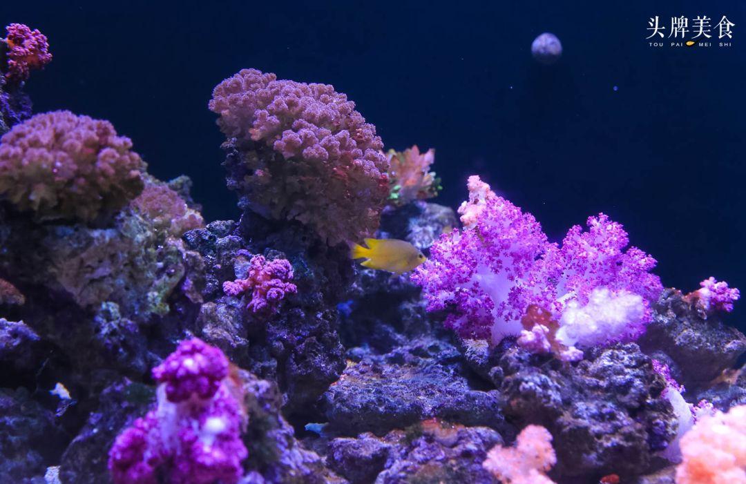 绚丽珊瑚海300+种海底生物，火爆盆友圈的网红打卡圣地就在中山路