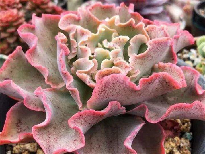 什么多肉夏天也可以继续生长,教你十大多肉养护技巧