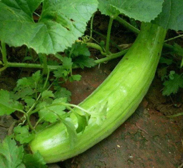 罗志祥与周扬青的瓜你们吃了吗,罗志祥和周扬青吃的瓜