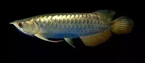 养鱼新手怎么判断鱼的病,新手龙鱼品相挑选