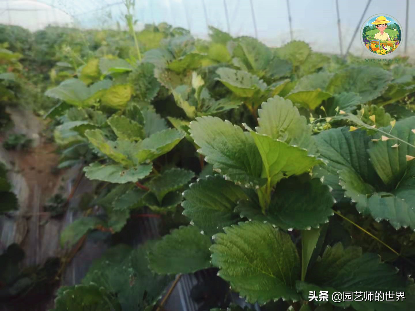 夏季草莓还能开花结果吗,草莓夏季高产