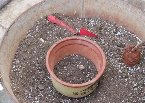 带回家的松针土该怎么处理？杀虫灭菌、发酵，几个月就成养花土