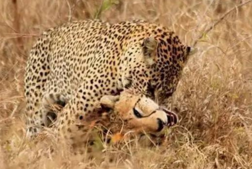 花豹捕食猎豹全过程,猎豹牛羚捕杀技巧