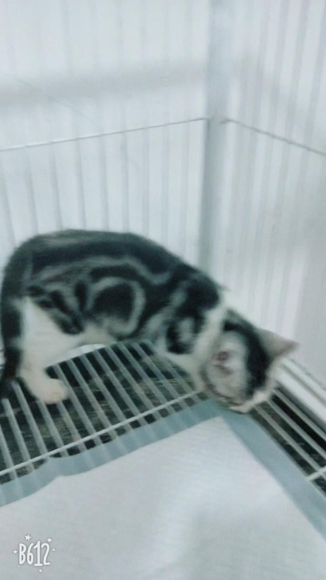 自制好吃又营养的猫饭视频,自制猫饭里推荐加什么