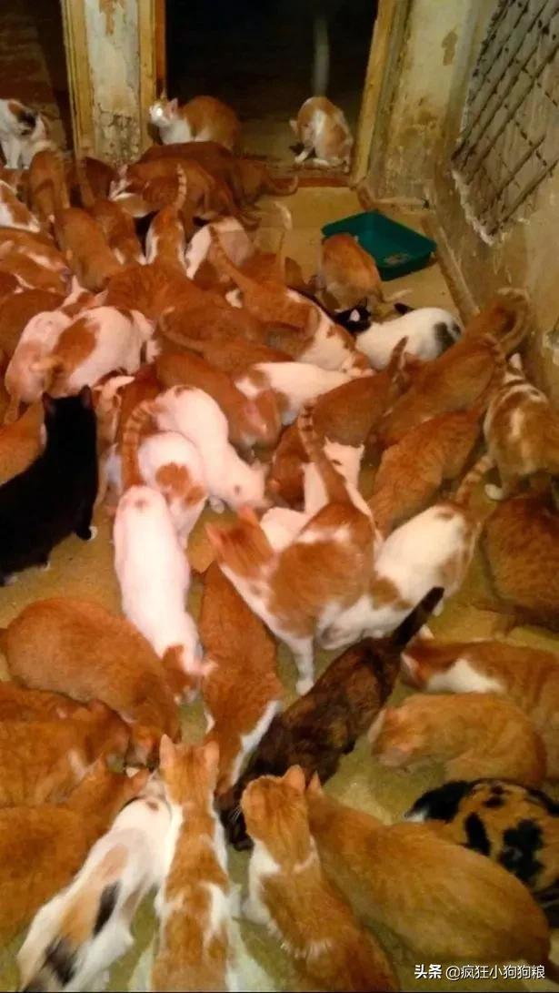 人类收养流浪猫母子,在俄罗斯收养流浪猫