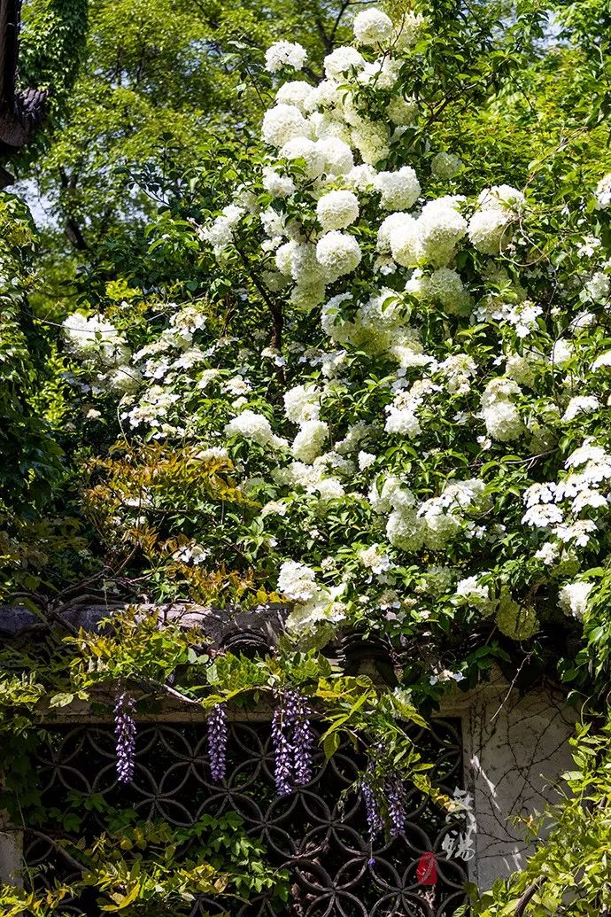 惠山古镇天下第二泉竹筒茶,惠山古镇天下第二泉