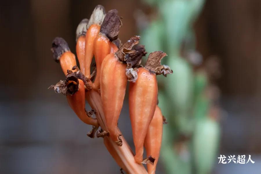 贵州道地药材天麻,道地药材天麻之乡