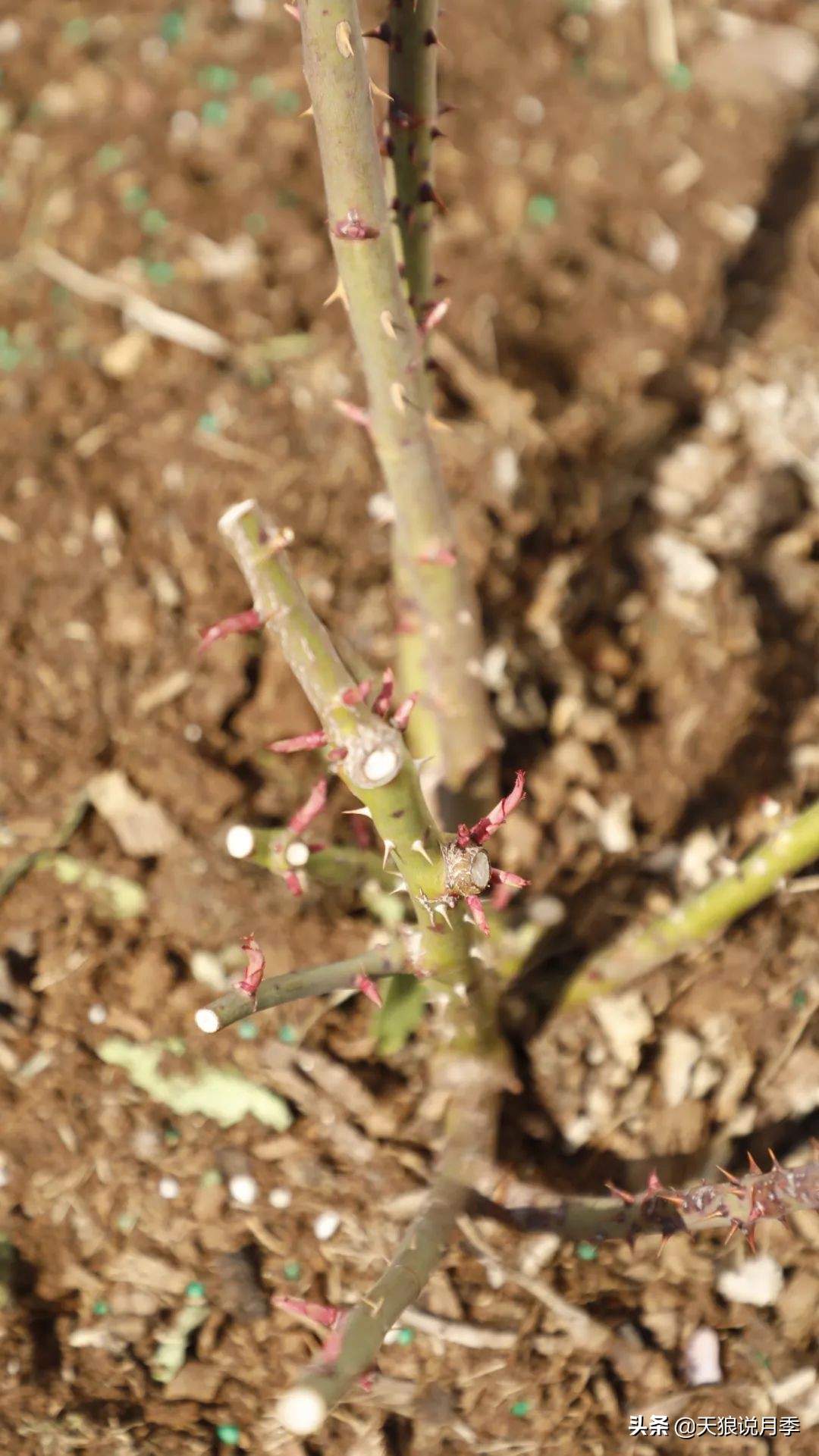 月季的正确抹芽方法,月季抹芽的正确方法