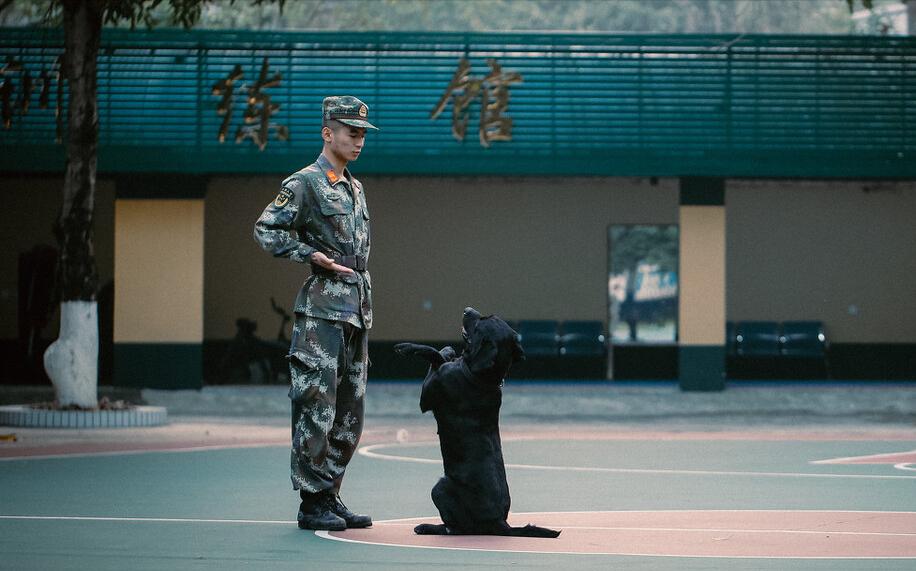 拉布拉多和金毛哪种狗好养,拉布拉多和金毛该怎么选