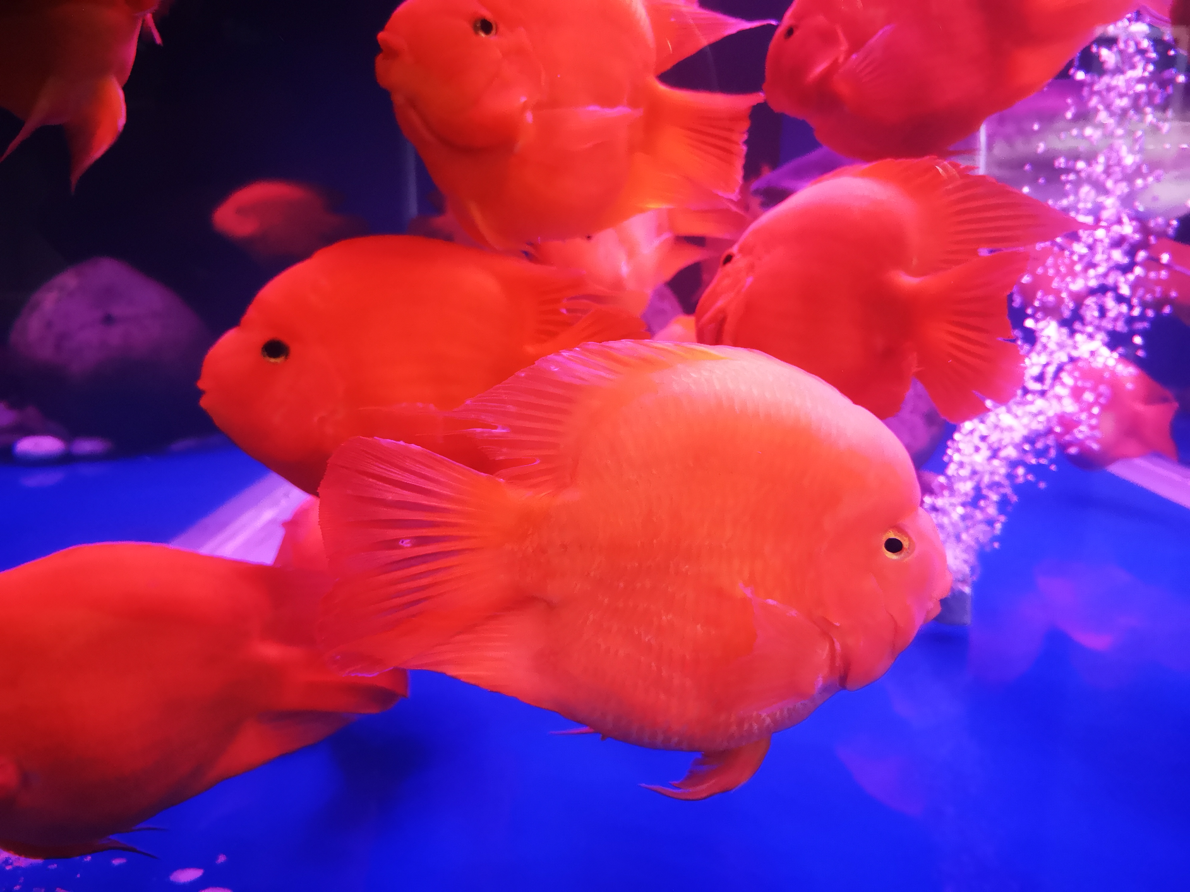 网上购买观赏鱼的注意事项,观赏鱼怎么买最省钱的方法