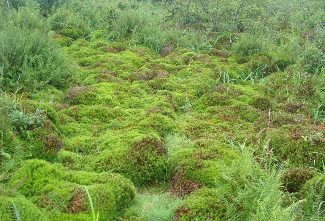 湖南第一家国家石漠公园,中国第一个国家森林公园张家界