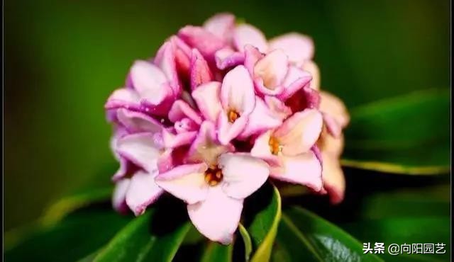 植物快速生根剂如何用,不用生根剂要让植物怎么生根