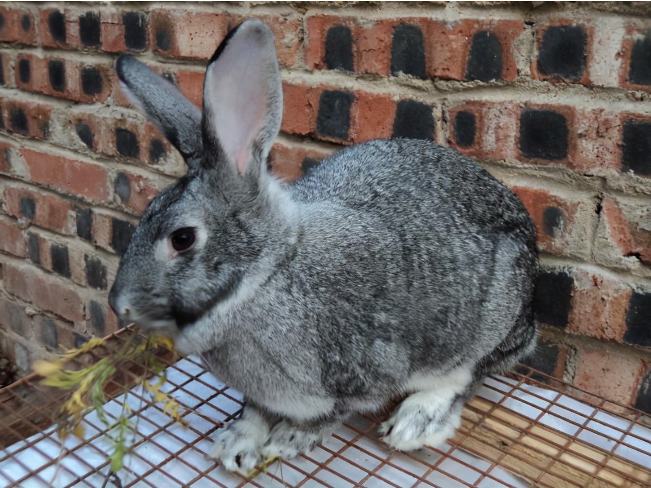 青紫蓝兔和新西兰兔会是什么颜色,青紫蓝兔什么特点