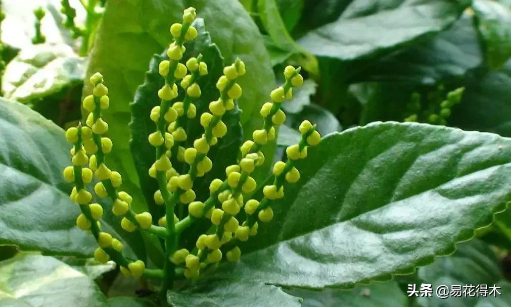 黄珠兰和白珠兰的区别,白珠兰和黄珠兰的区别