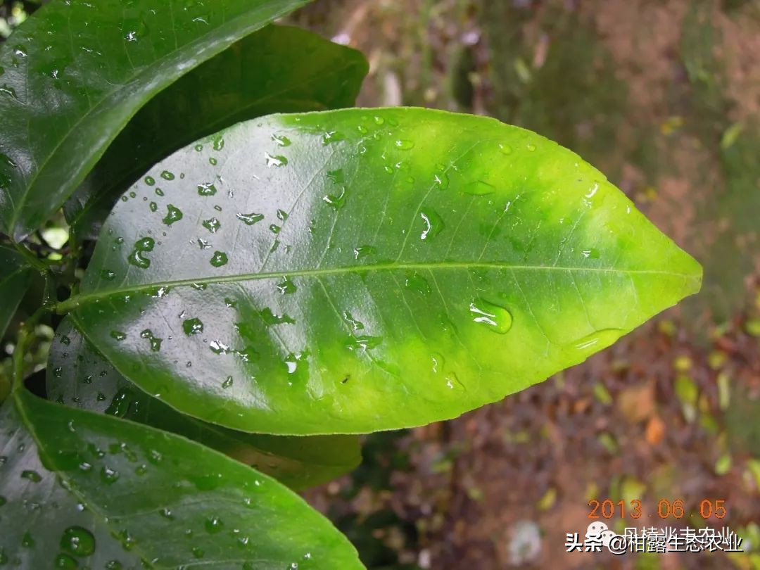 缺氮缺磷缺钾的表现,缺氮缺磷缺钾会怎么样