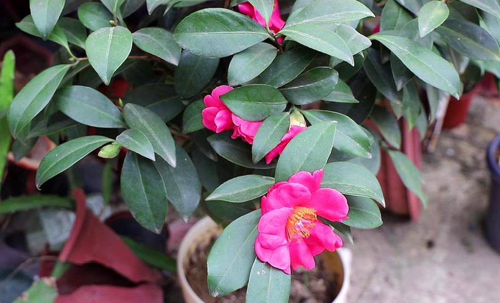 茶花的花苞怎样才能长出来 (茶花长花苞了如何快速开花)