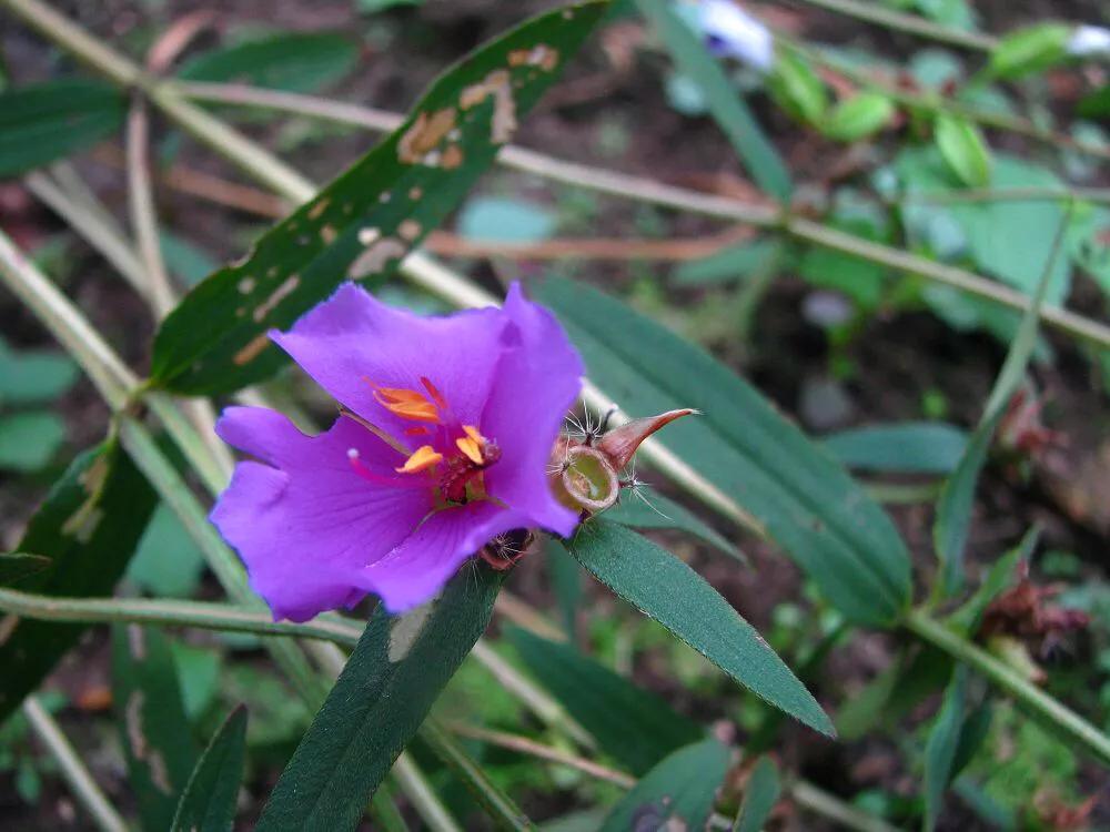 天香炉功效,中药材天香炉
